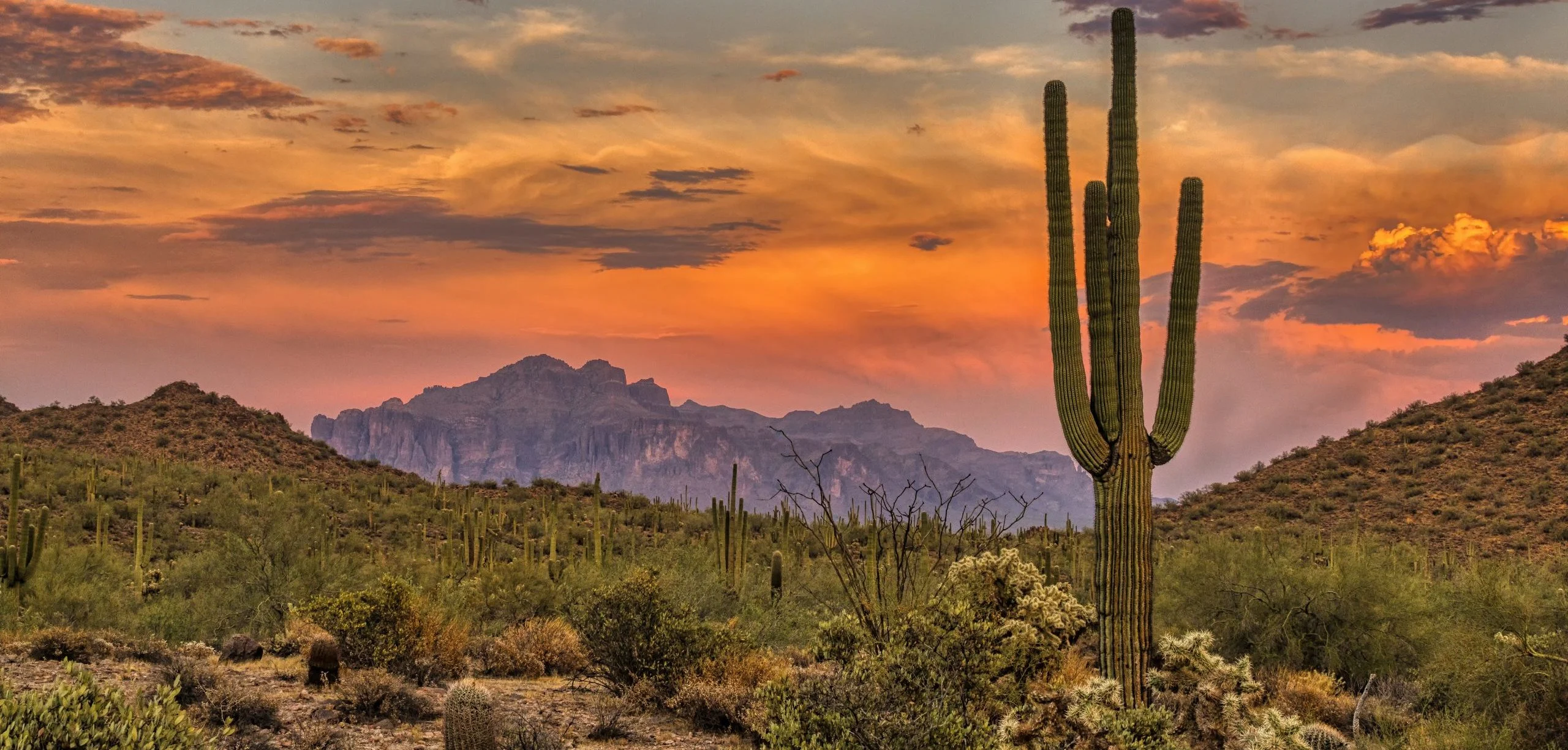 Hero Saguaro Cactus Desert Arizona